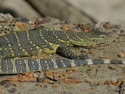 Western_Corridor_(Kirawira)2003-107